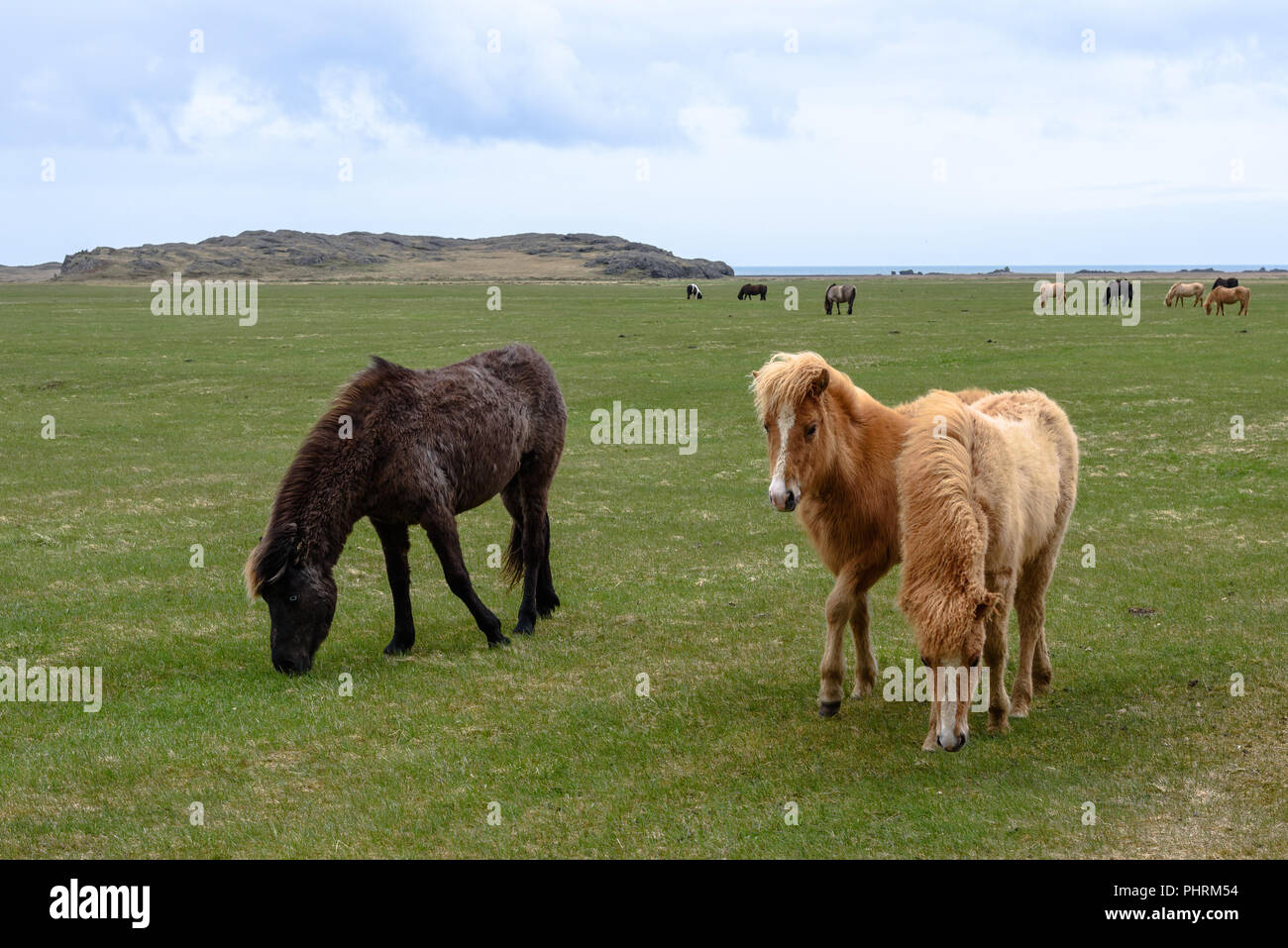 Cavalli islandesi di pascolare su un campo in Islanda Foto Stock