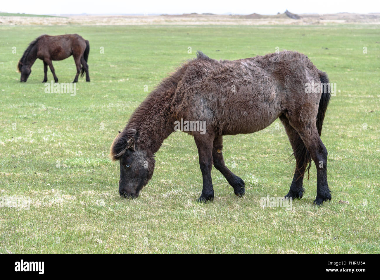 Cavalli islandesi di pascolare su un campo in Islanda Foto Stock