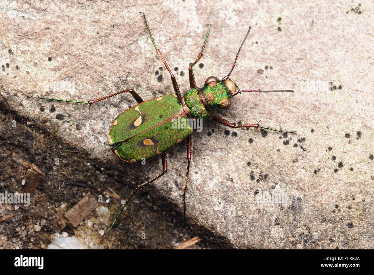 Green Tiger Beetle (Cicindela campestris) appoggiato su di una roccia. Tipperary, Irlanda Foto Stock