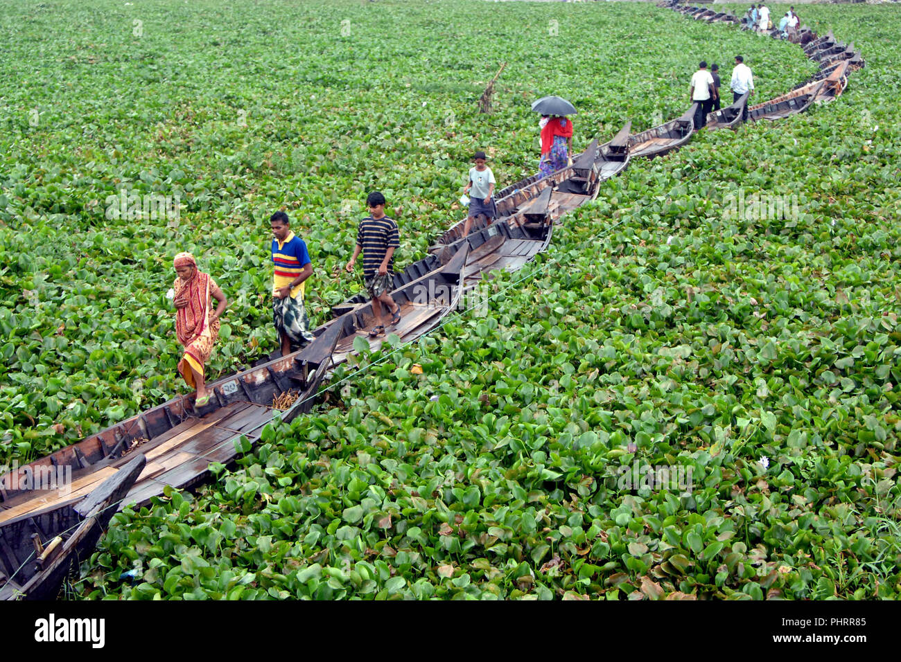 Dacca in Bangladesh - Agosto 17, 2008: Barche legate insieme sul fiume Buriganga per formare un ponte di fortuna come acqua giacinti ostacolano il movimento delle barche Foto Stock