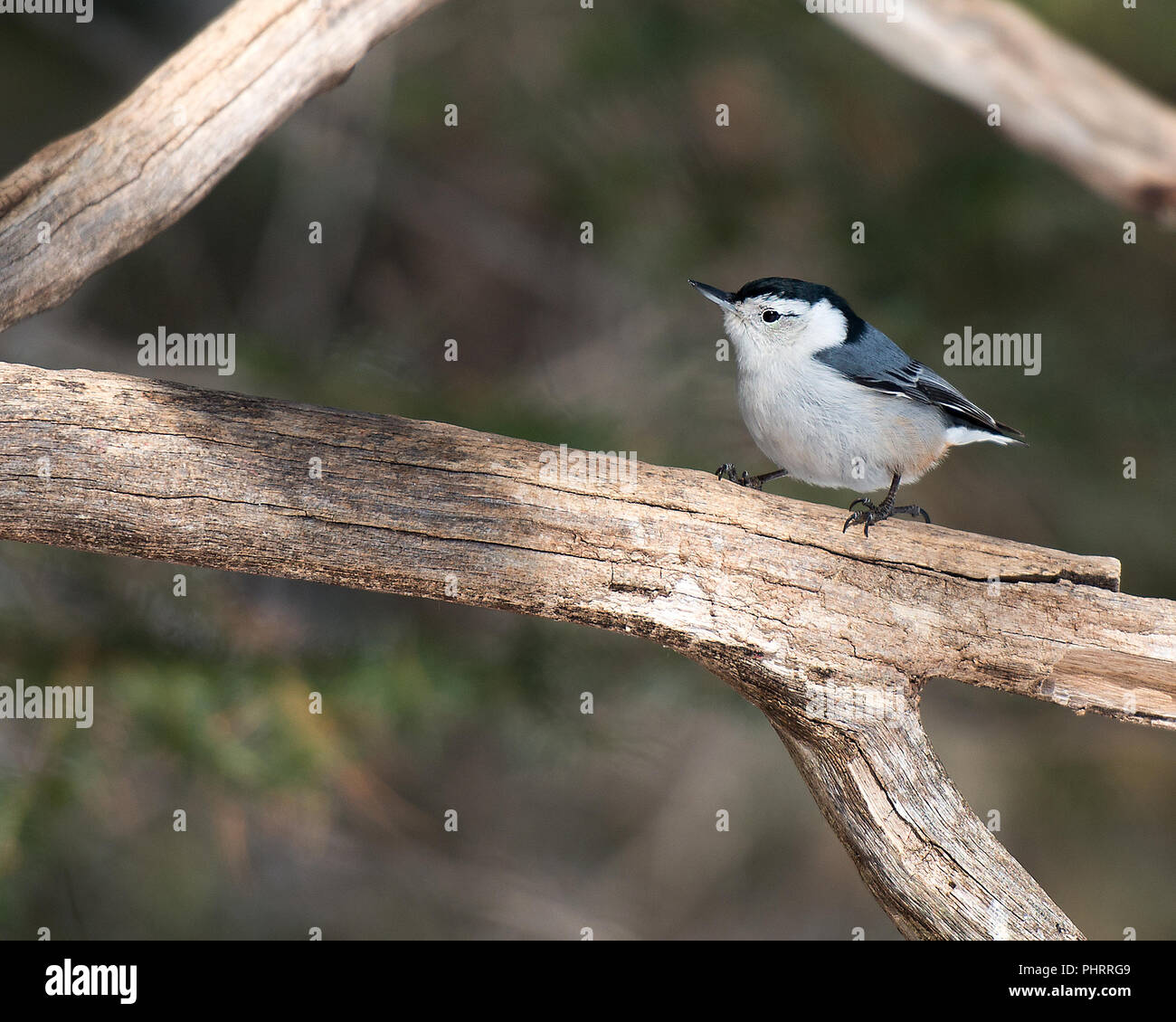 White-Breasted picchio muratore bird perch su una succursale nel suo ambiente circostante. Foto Stock White-Breasted picchio muratore bird perch su una succursale nel suo ambiente circostante. Foto Stock