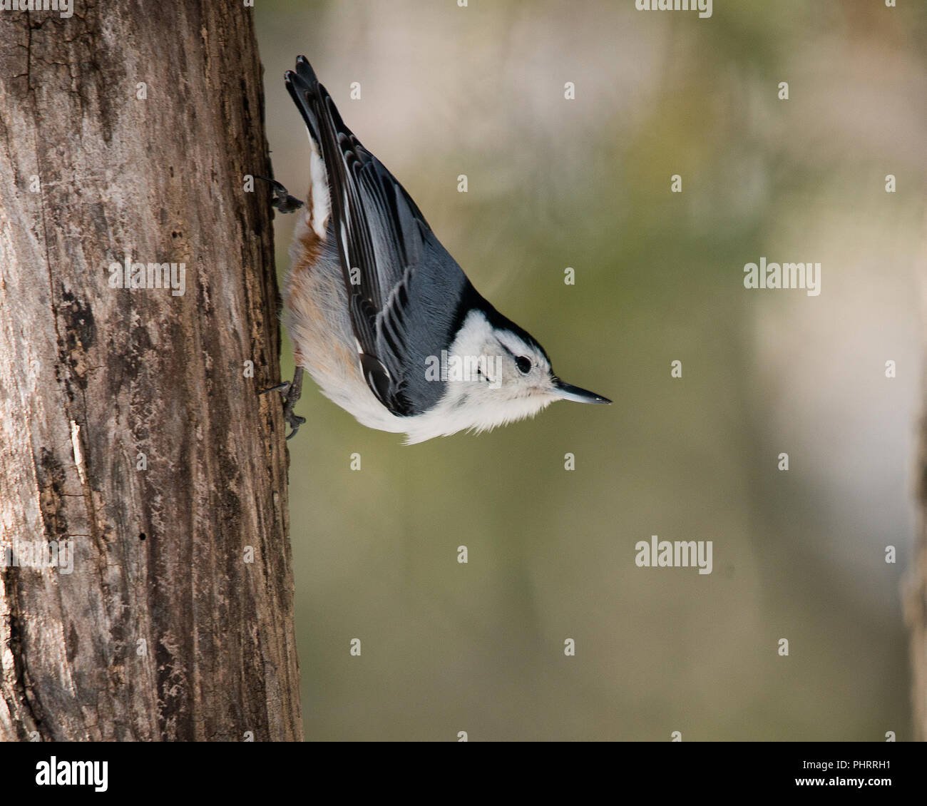 White-Breasted picchio muratore bird su un albero nel suo ambiente circostante. Foto Stock White-Breasted picchio muratore bird su un albero nel suo ambiente circostante. Foto Stock