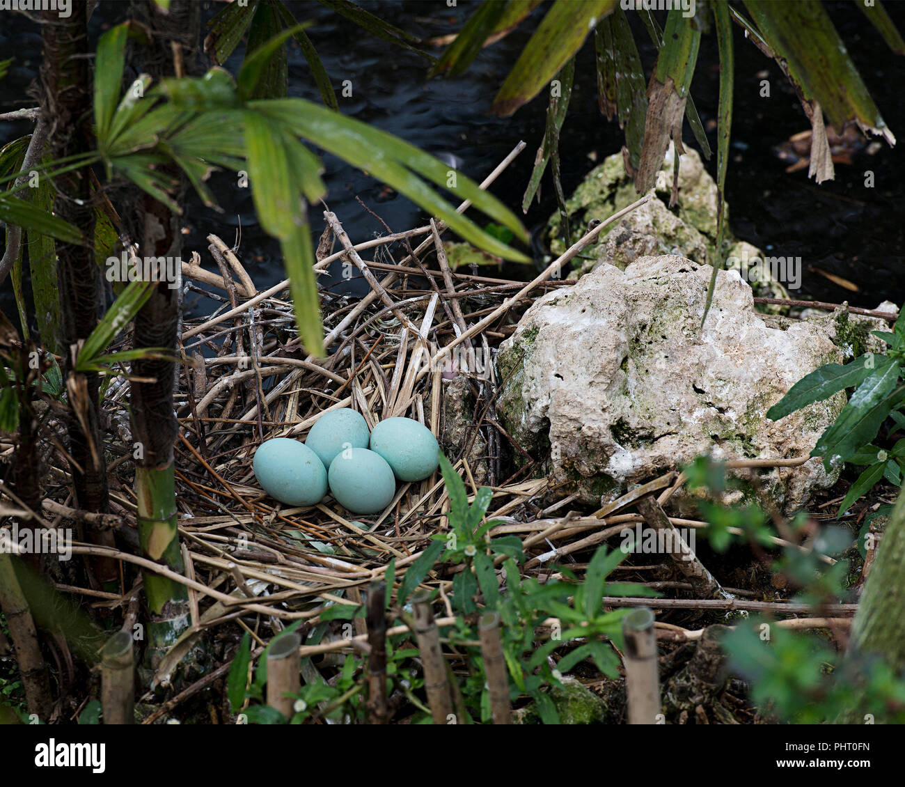 Black-Crowned Night-Heron uova di uccello sul nido. Nido con uova di uccelli. Foto Stock