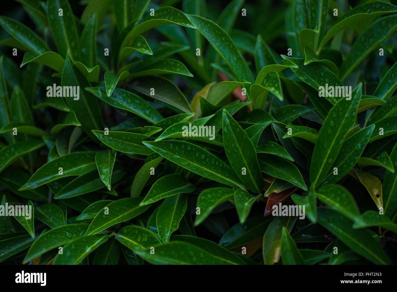 Evergreen Laurel ciliegio pianta come un antural backgrund con closeup dettagli Foto Stock