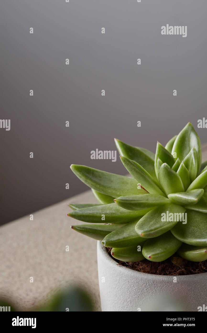 Vasi di piante succulente pianta di casa sul ripiano bianco contro il muro grigio. Foto Stock