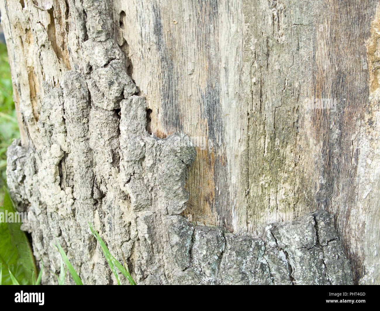 Corteccia texture di legno Foto Stock