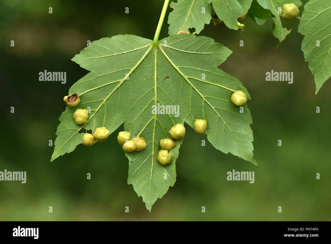 Maple gall wasp; gall wasp; acero di monte; Foto Stock