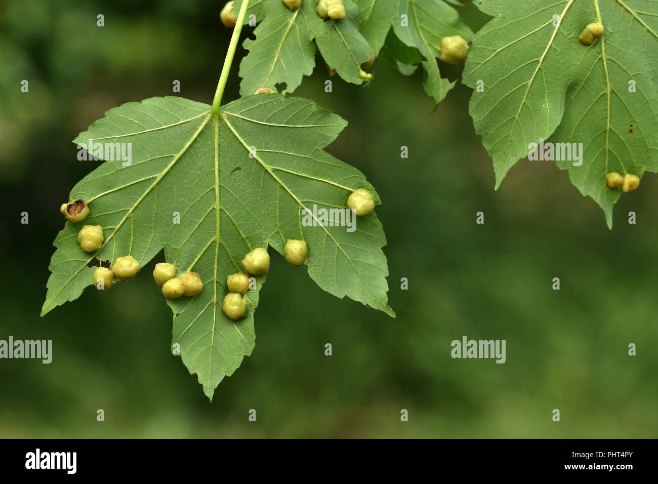Maple gall wasp; gall wasp; acero di monte; Foto Stock