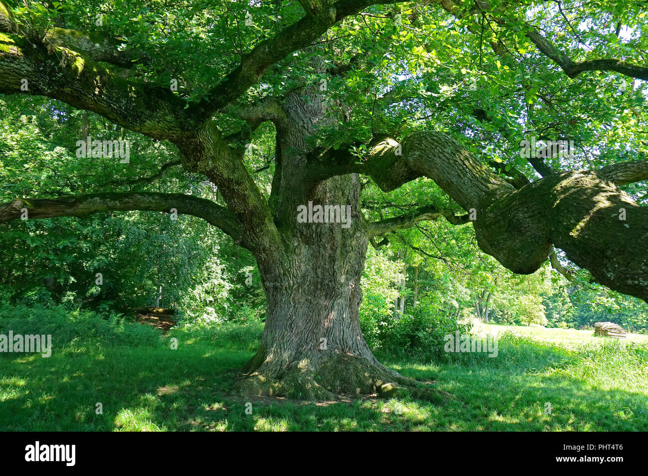 Di quercia; albero di quercia; monumento naturale; Germania; Sulzeiche; Foto Stock