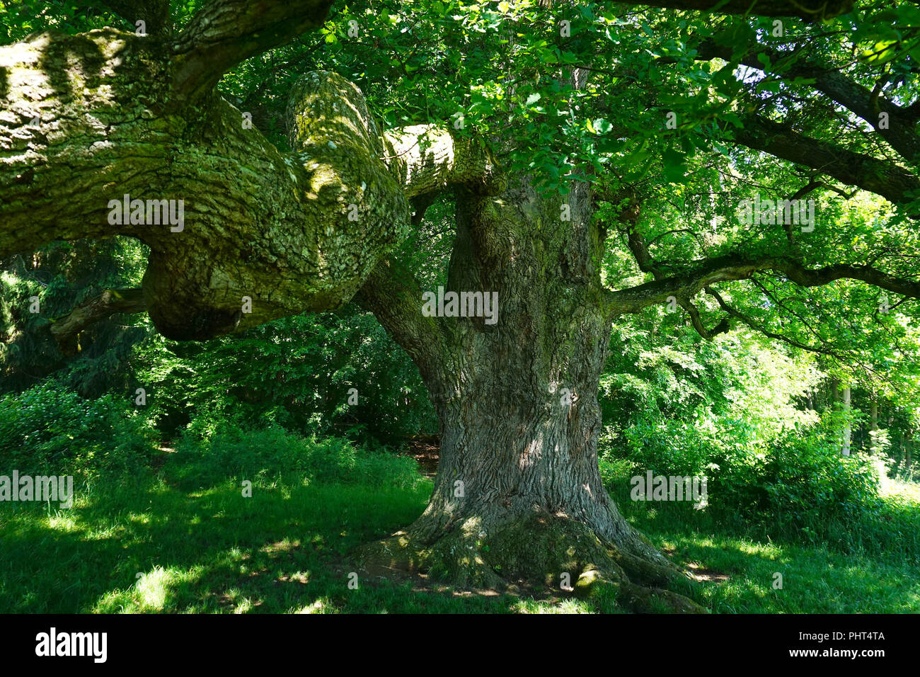 Di quercia; albero di quercia; monumento naturale; Germania; Sulzeiche; Foto Stock