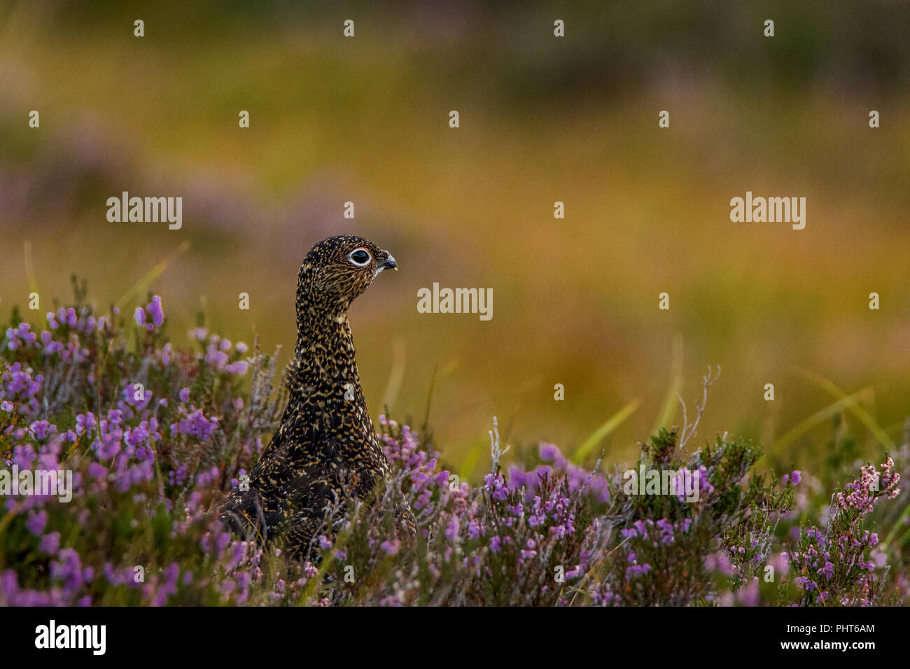 Femmina red grouse nelle highlands scozzesi Foto Stock