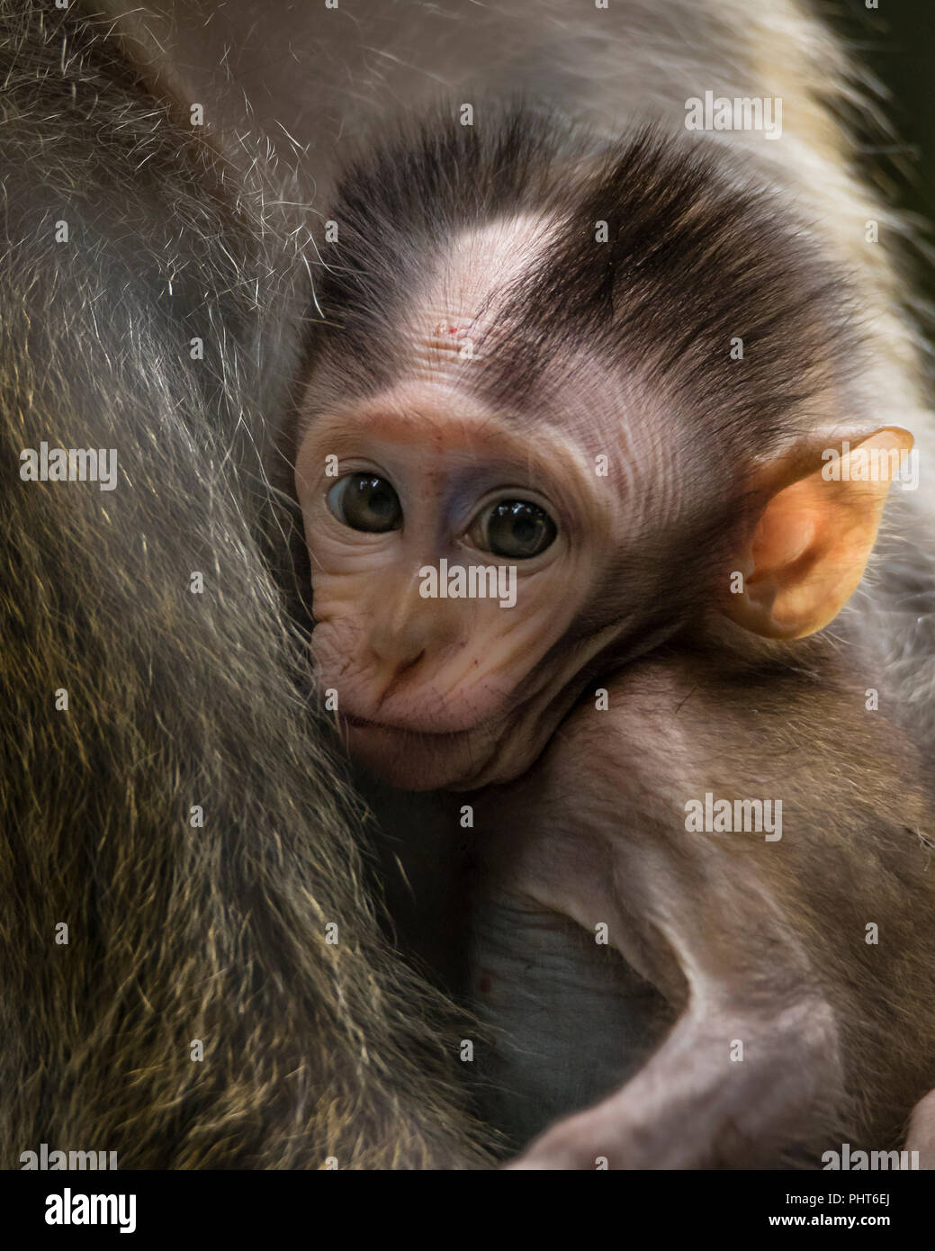 Baby lnog-coda Macaque lattante mentre guarda il fotografo Foto Stock