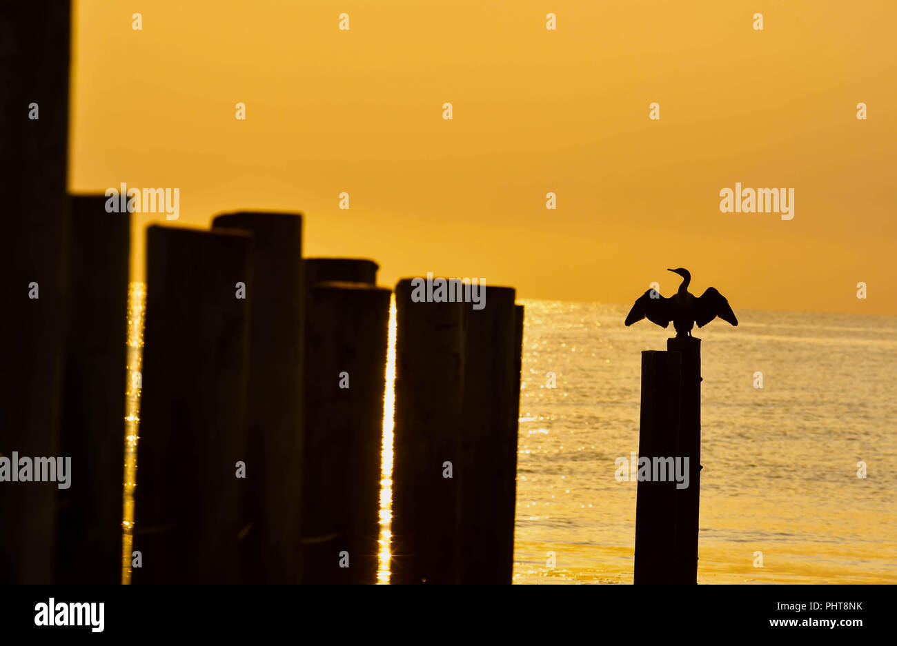 Silhouette di un cormorano su un impilamento a La Carolina del Nord e Virginia confine sul Outer Banks. Foto Stock