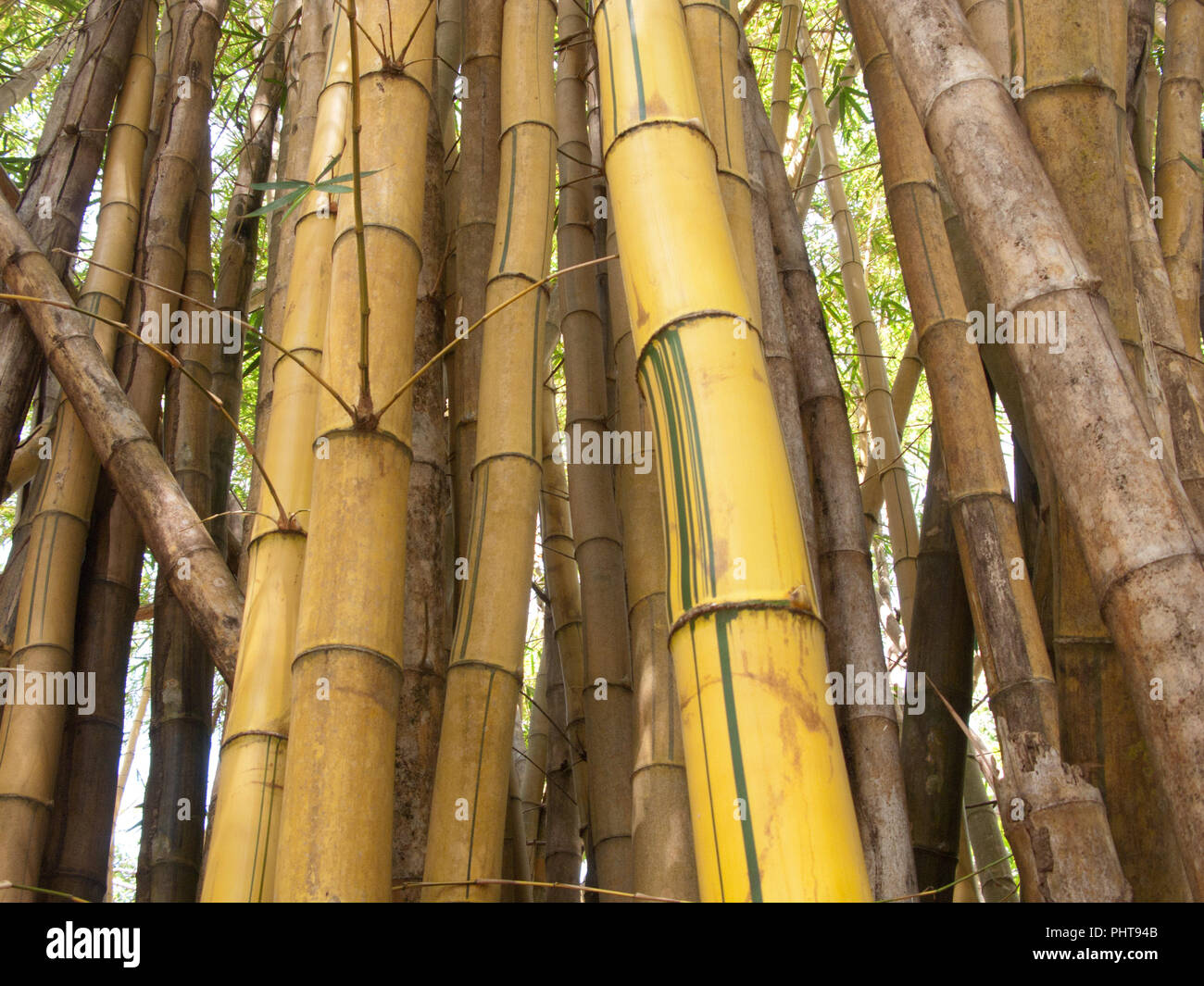 Gli alberi di bambù in Cabo bianco natura prenotazione, Costa Rica Foto Stock