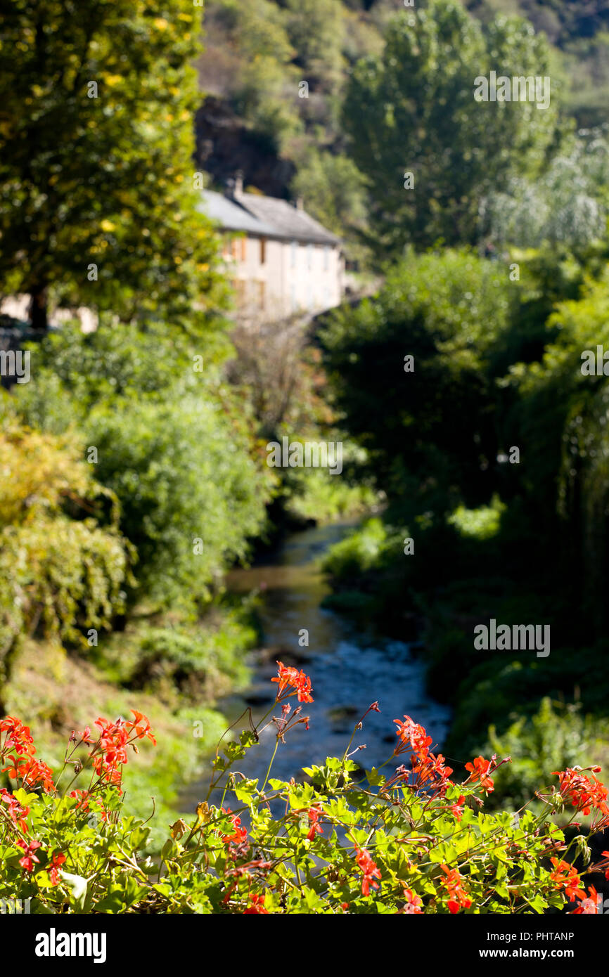 Gerani crescente selvatici a inizio autunno nel borgo medievale di Brousse-le-Château, Aveyron, Occitanie, in Francia, in Europa sotto il sole Foto Stock