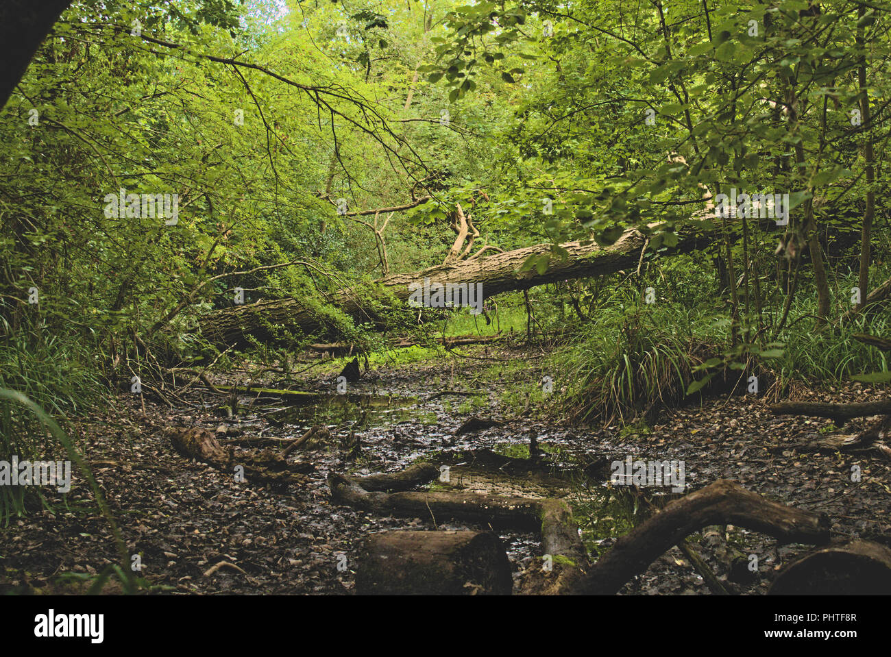 Albero caduto nella foresta. Foto Stock