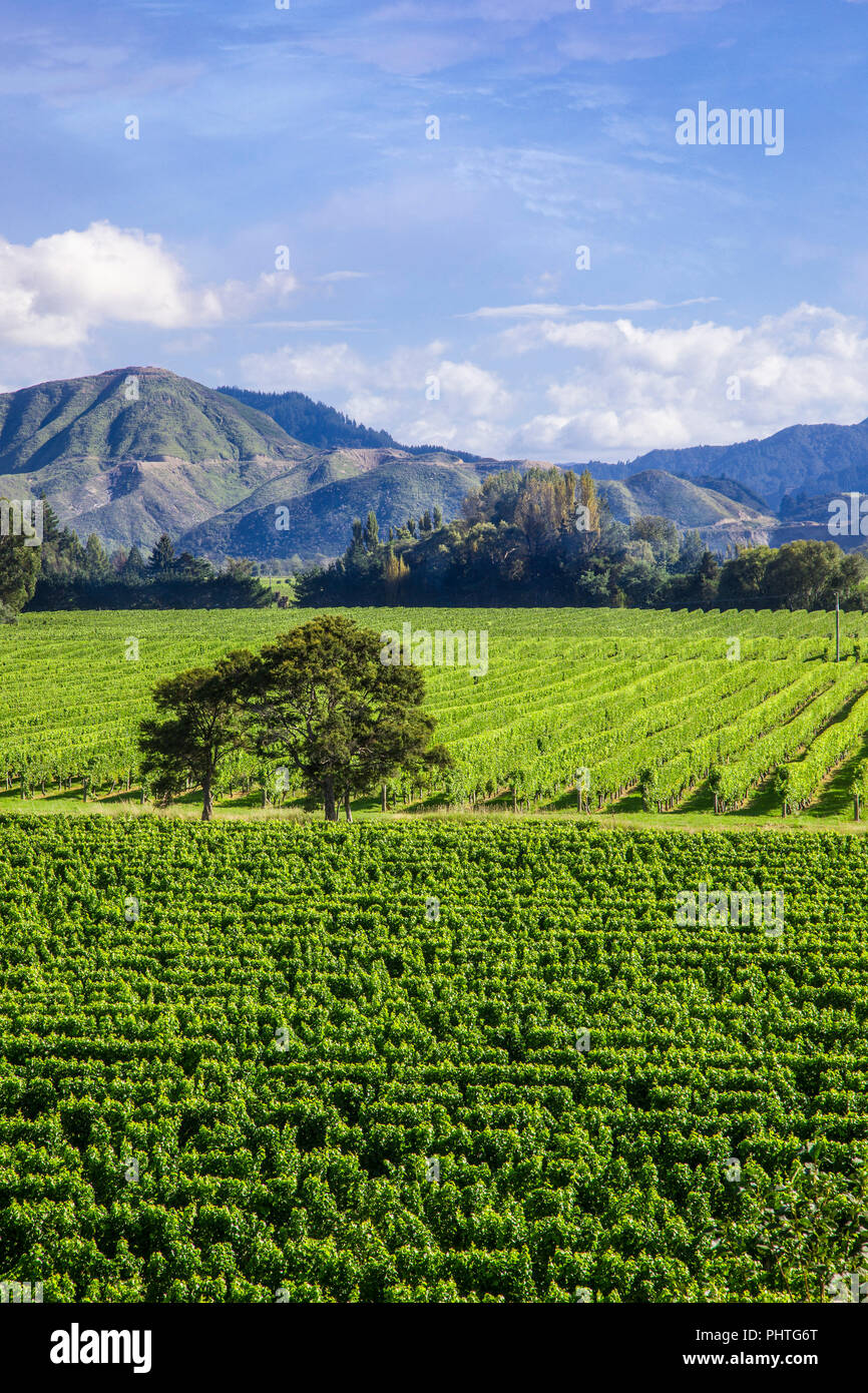 Acri (ettari) di vigneti nella regione di Marlborough sulla South Island, in Nuova Zelanda. Foto Stock