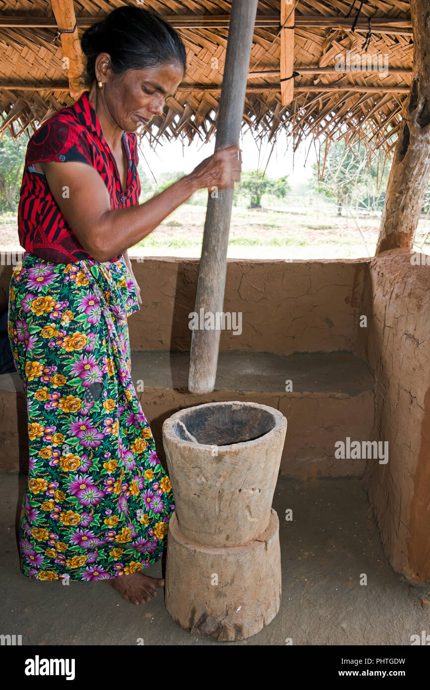 Ritratto verticale di una signora mondatura del riso a mano. Foto Stock