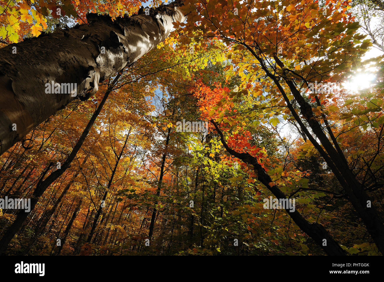 Paesaggio autunnale che mostra gli alberi, foglie, rivolto al cielo. Foto Stock