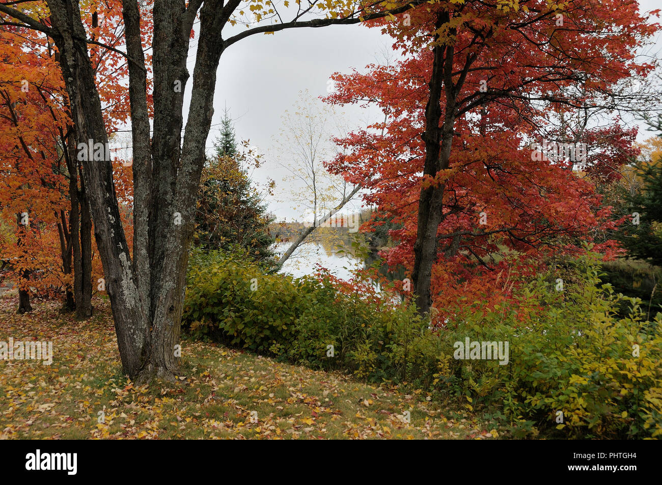 Paesaggio autunnale che mostra gli alberi, foglie e fiume. Foto Stock