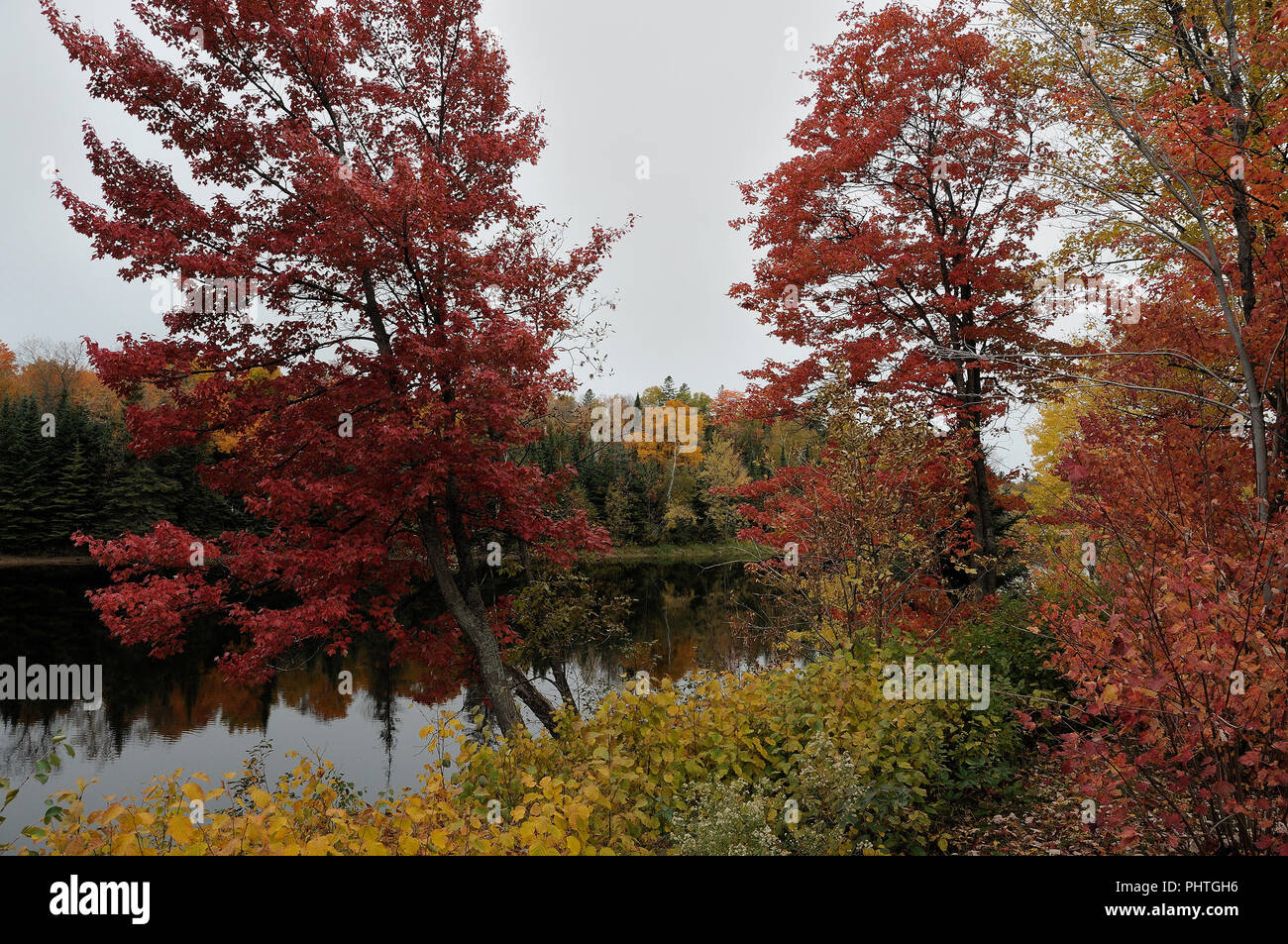 Paesaggio autunnale che mostra gli alberi, foglie e fiume. Foto Stock