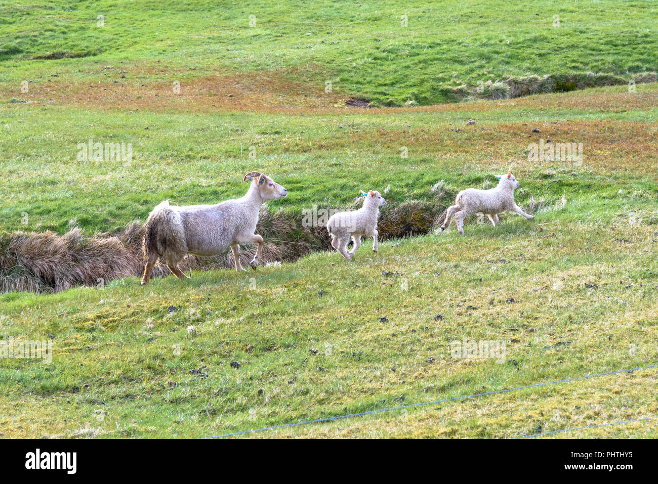 Una pecora e due agnelli in esecuzione in un campo in Islanda Foto Stock