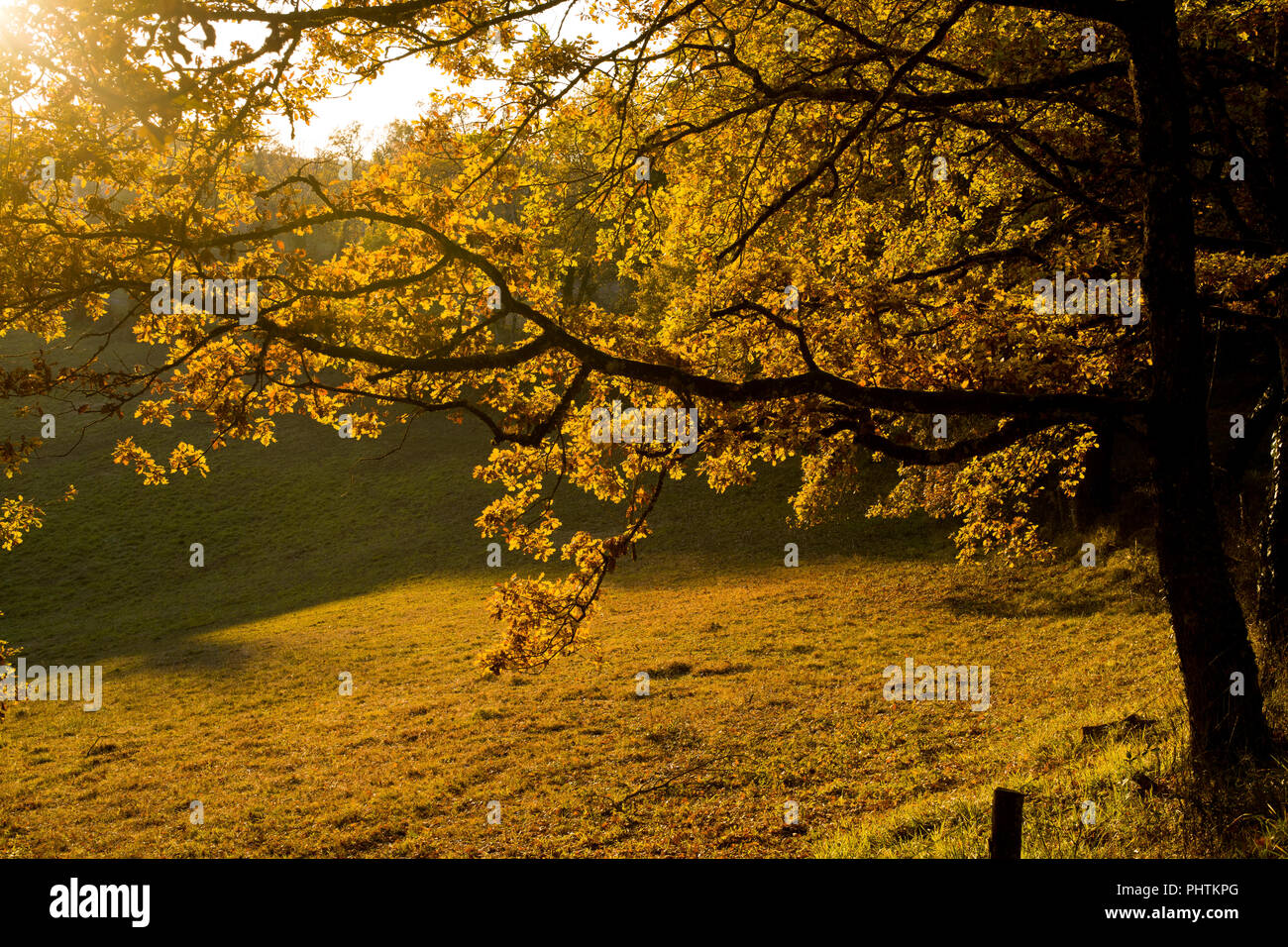 Sunshine sugli alberi nei pressi del borgo di San Marziale, nel comune di Varen, Tarn et Garonne, Occitanie, Francia, Europa in autunno Foto Stock