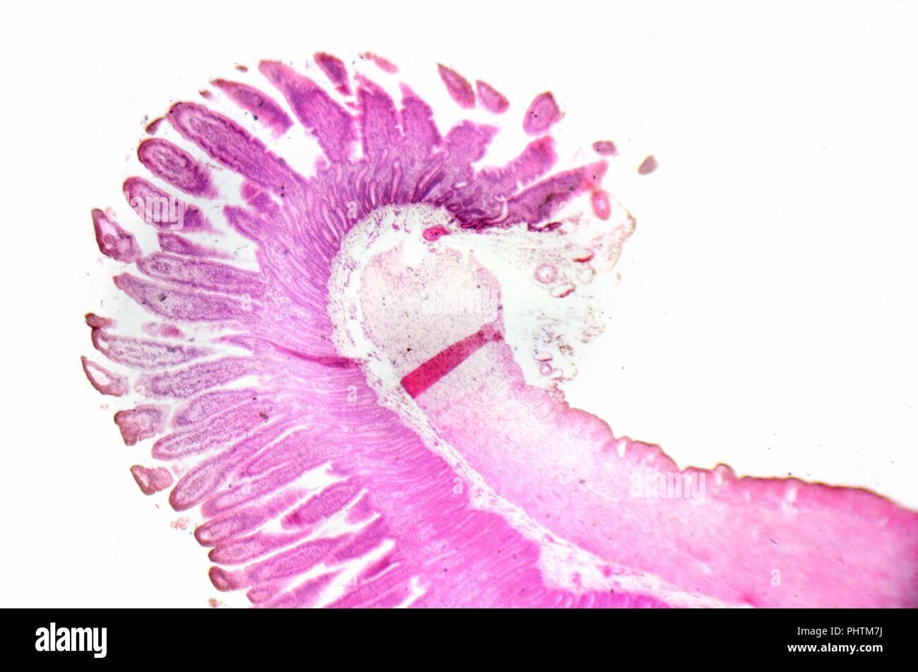 Fotografia di microscopia. Il piccolo intestino sezione trasversale. Foto Stock