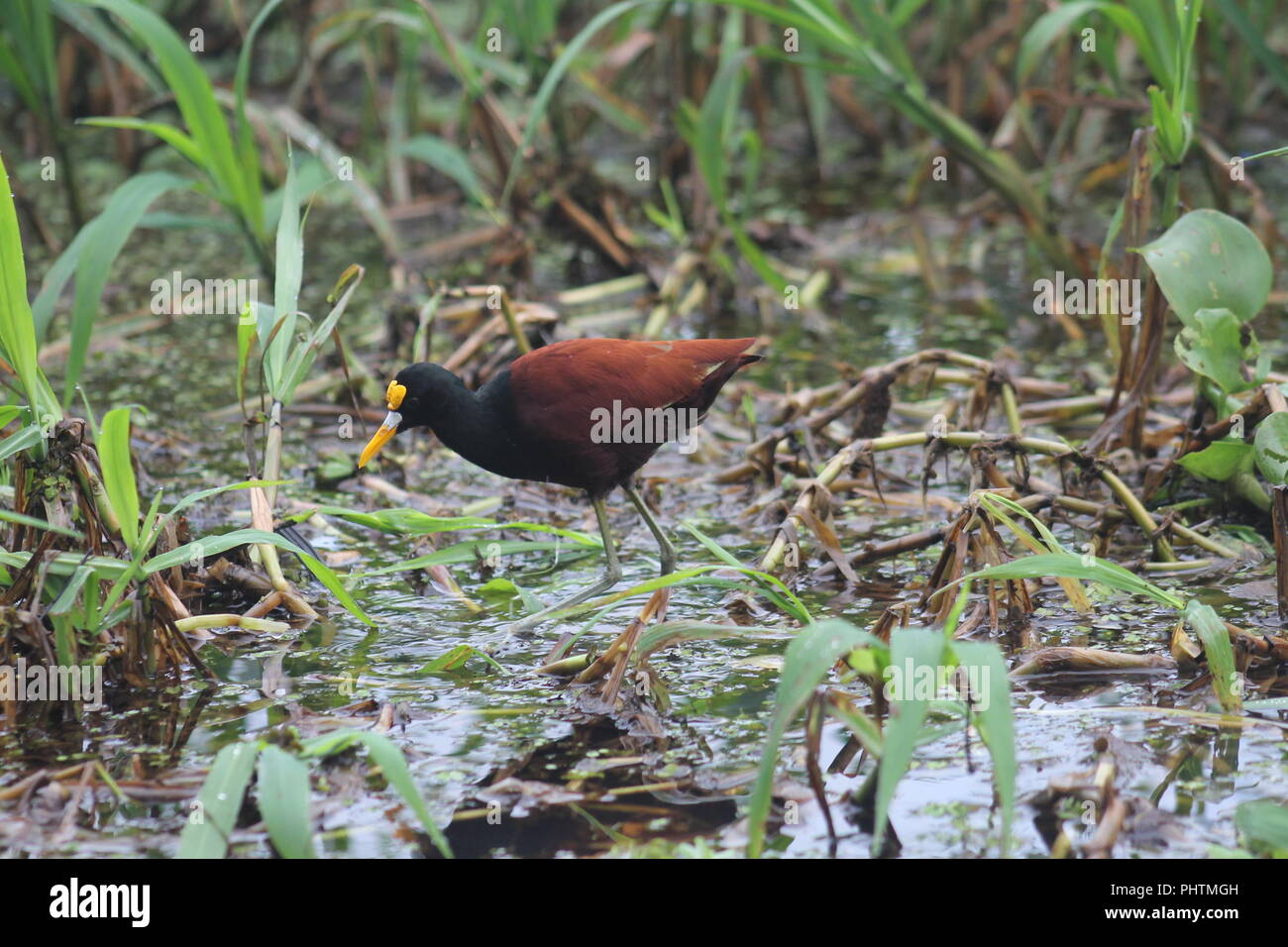 Un northern jacana bird (Jacana spinosa) in Tortuguero Costa Rica Foto Stock