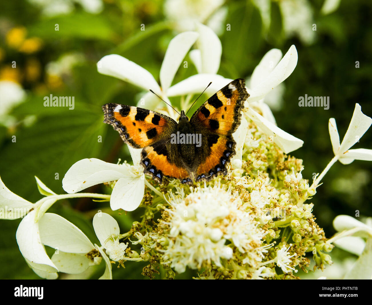 Farfalla arancione sul fiore Foto Stock