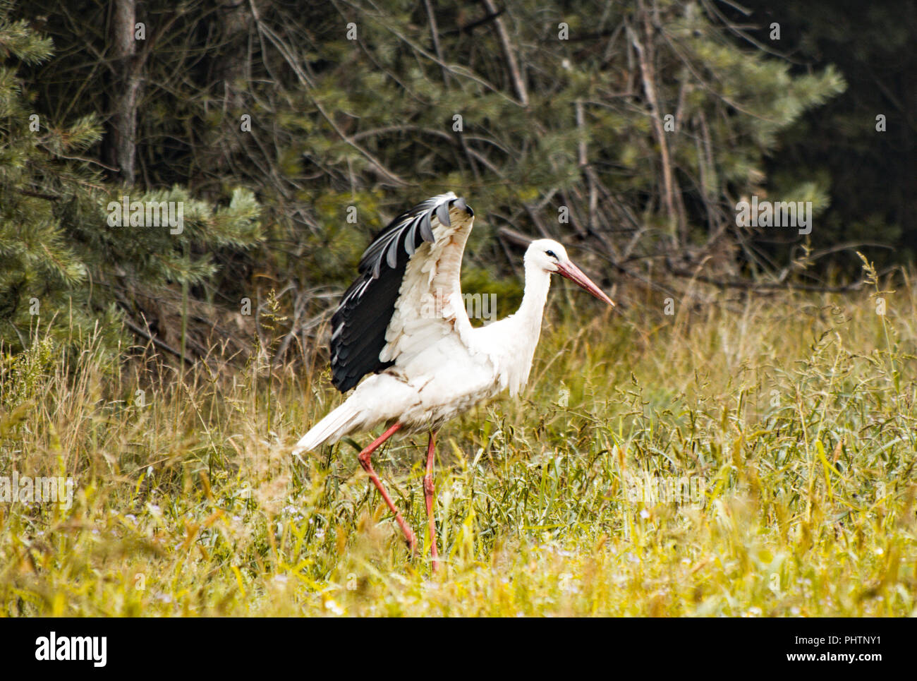 Stork camminando sul campo Foto Stock