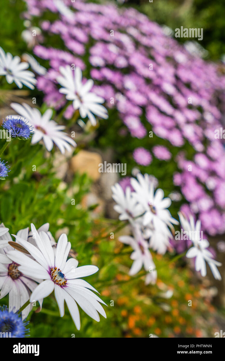 Bianco e viola fiori a margherita Foto Stock
