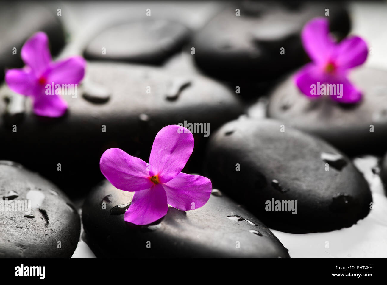 Grigio ghiaia bagnati con fiori sfondo Foto Stock
