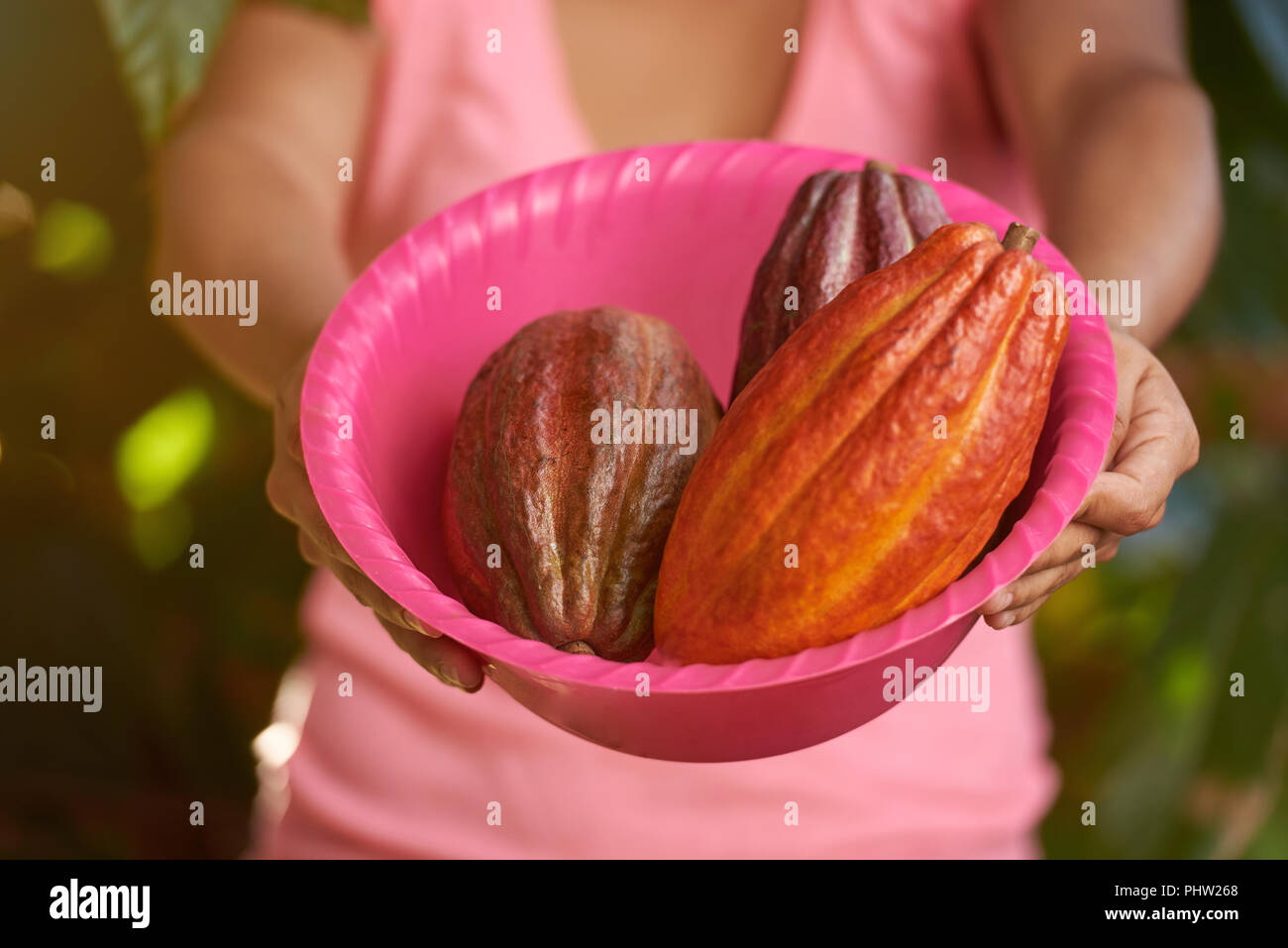 Cacao cialde giaceva sul vassoio di close-up. Raccolto di cacao tema Foto Stock