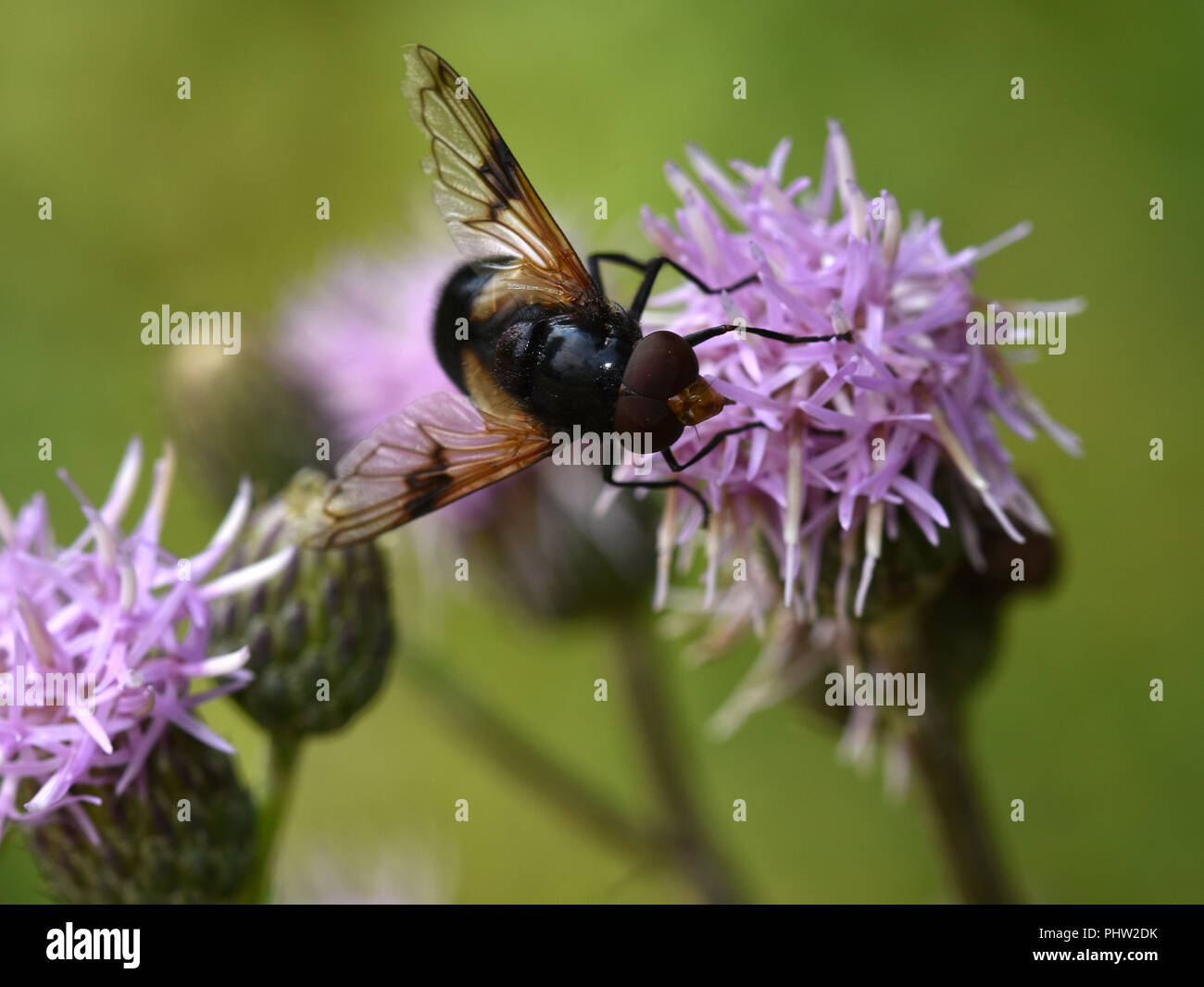 Hoverfly pellucida, grande pied hoverfly, Foto Stock