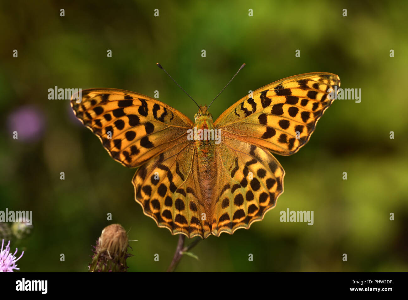 Argento-lavato fritillary, butterfly, Argynnis paphia, Foto Stock