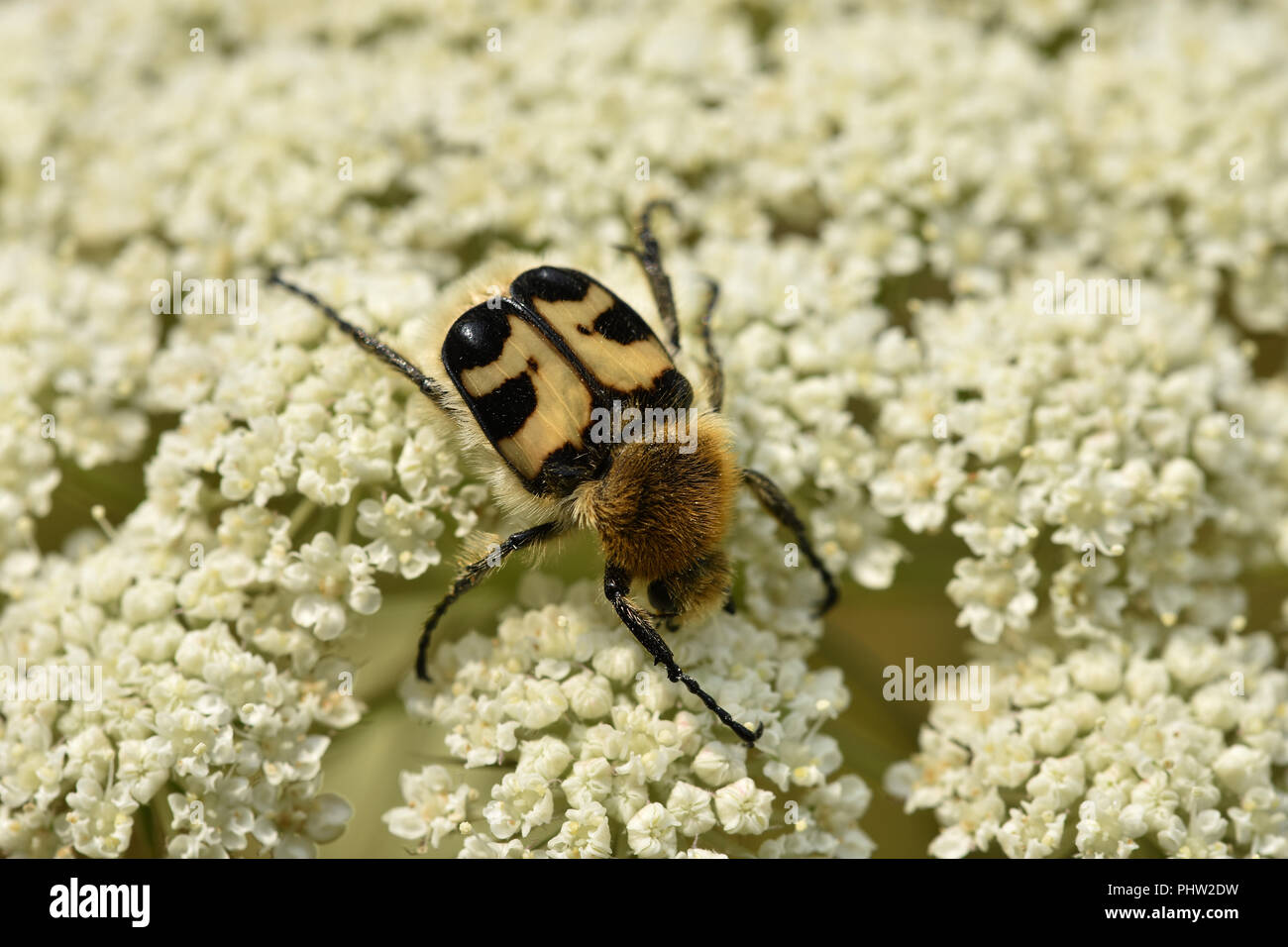 Bee beetle, bee chafer, Trichius fasciatus Foto Stock