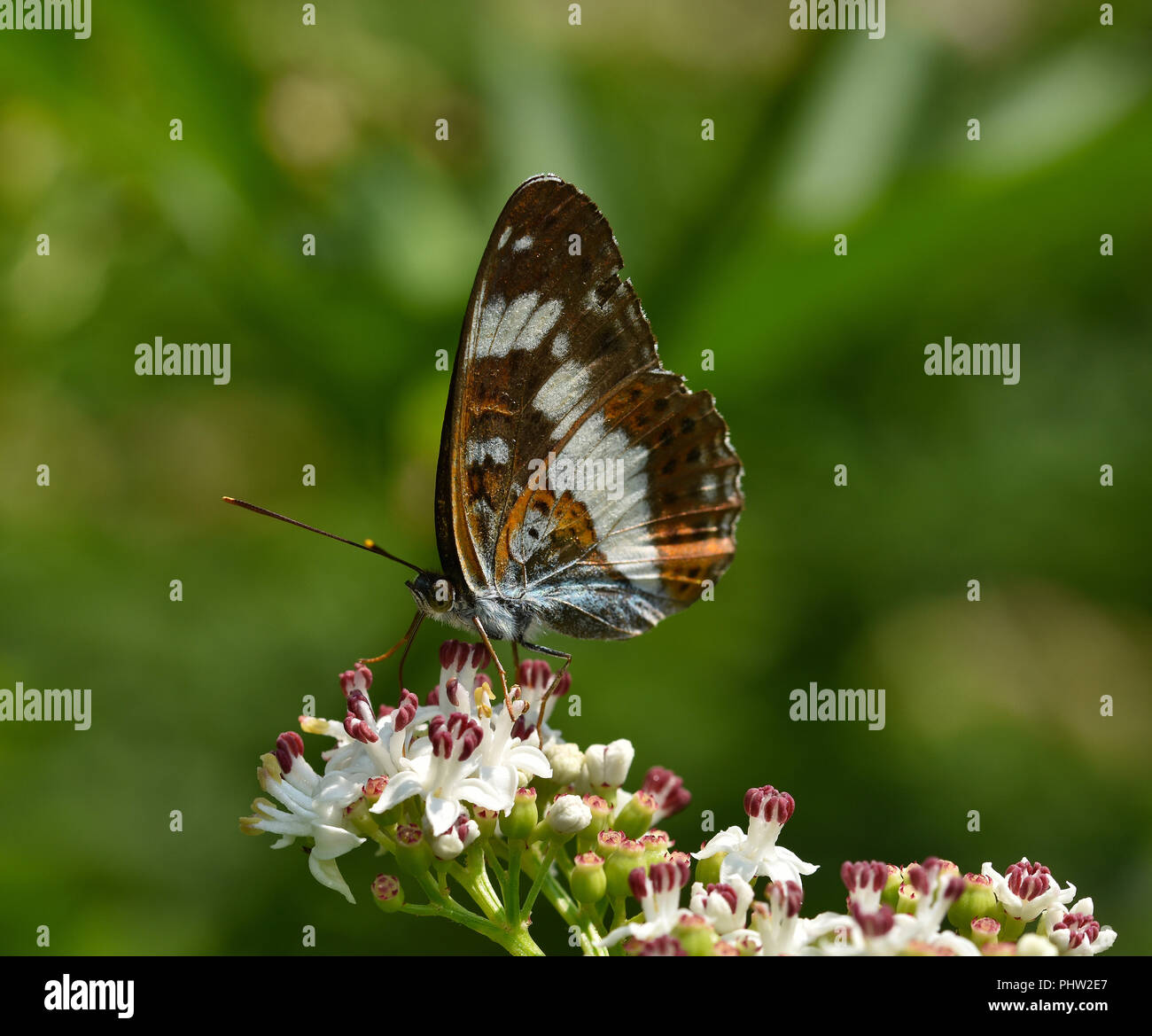 White admiral butterfly, Limenitis camilla, Foto Stock