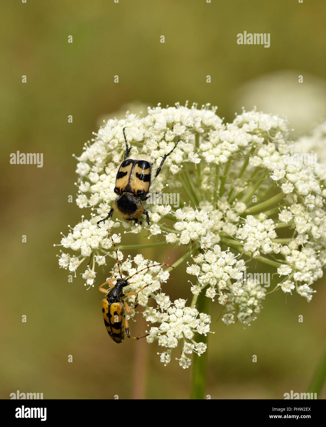 Avvistato longhorn beetle, bee beetle, bee chafer, Foto Stock