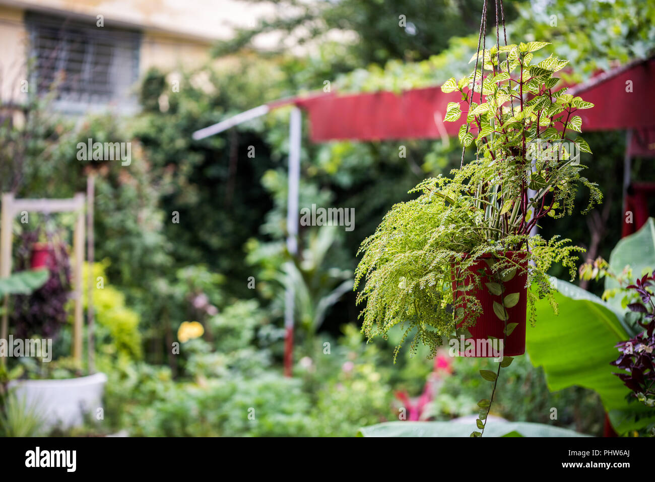 Pentola di piante ornamentali appesi in giardino per la decorazione Foto Stock