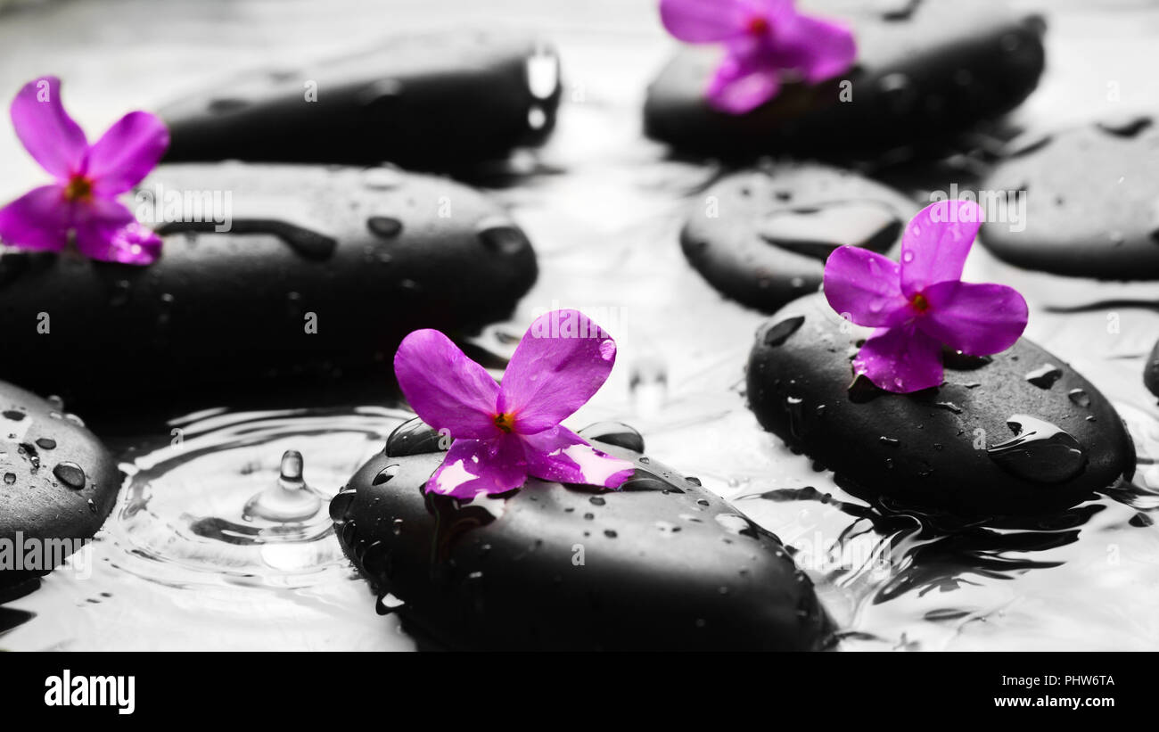 Ciottoli bagnata con fiori sfondo Foto Stock