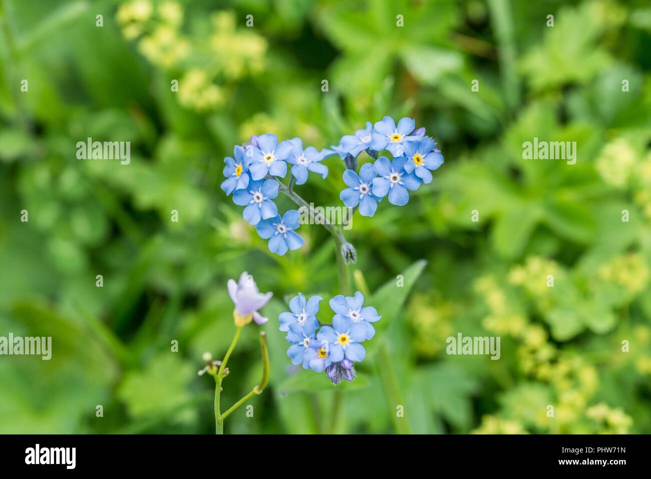 Fioritura Alpi dimenticare-me-non su un prato di fiori, Austria Foto Stock