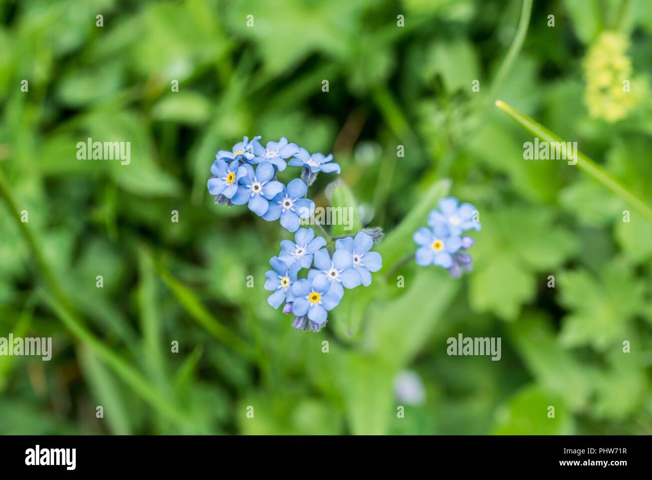 Fioritura Alpi dimenticare-me-non su un prato di fiori, Austria Foto Stock