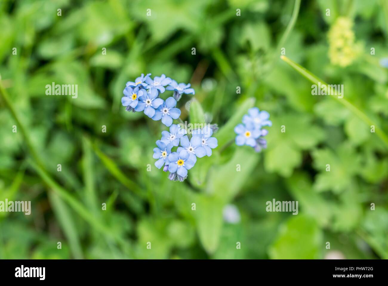 Fioritura Alpi dimenticare-me-non su un prato di fiori, Austria Foto Stock