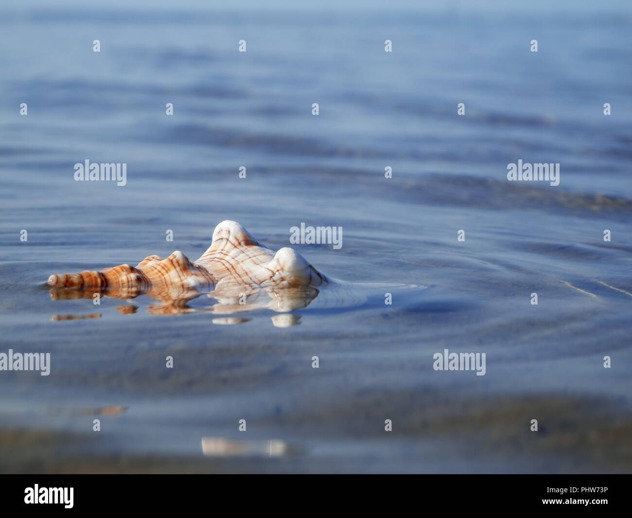 Trapezio Pleuroploca metà nell'acqua Foto Stock