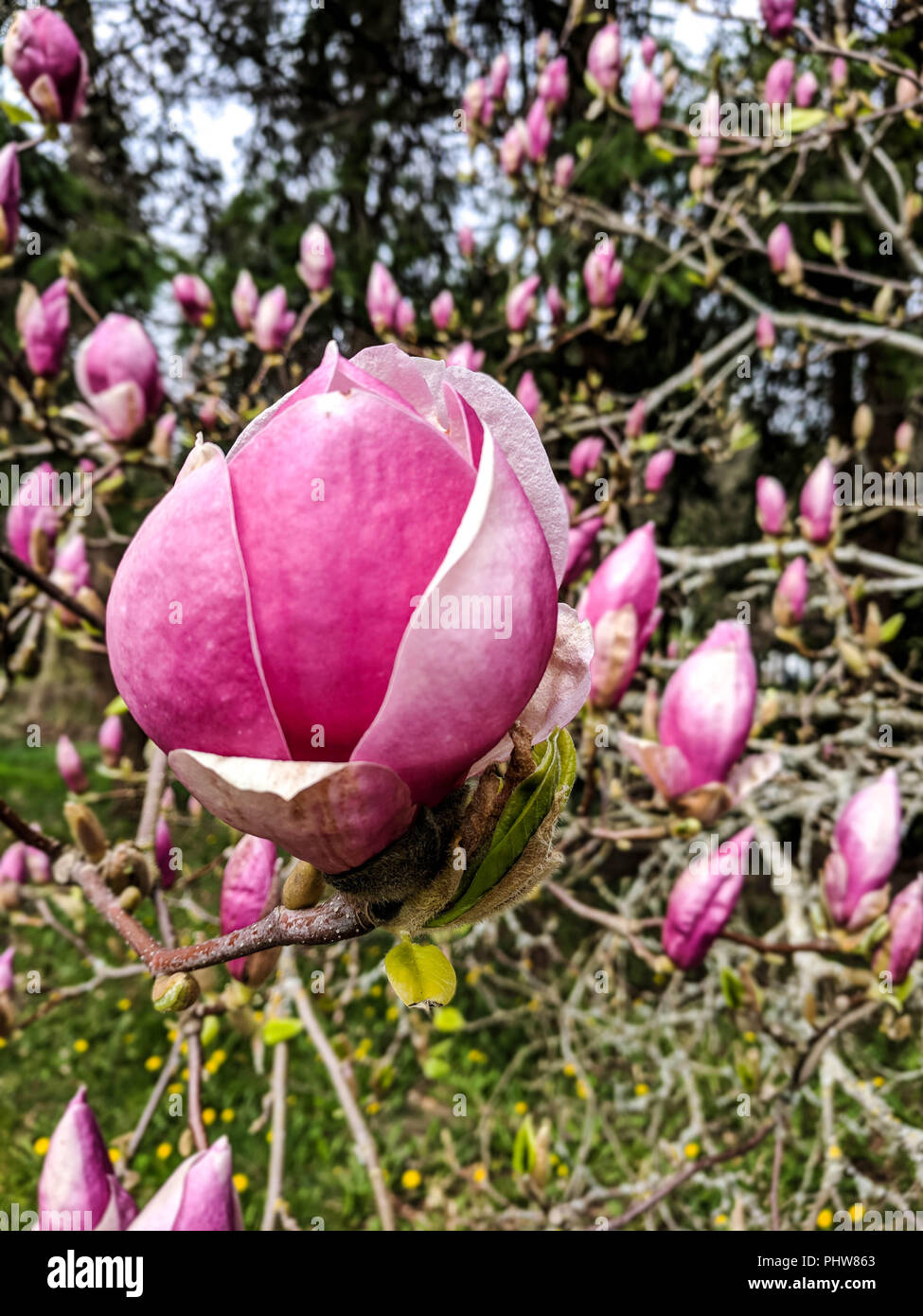 Boccioli rosa delle vistose piattino Magnolia (x Magnolia soulangeana) che fiorisce in un parco in Richmond, BC, Canada. Foto Stock
