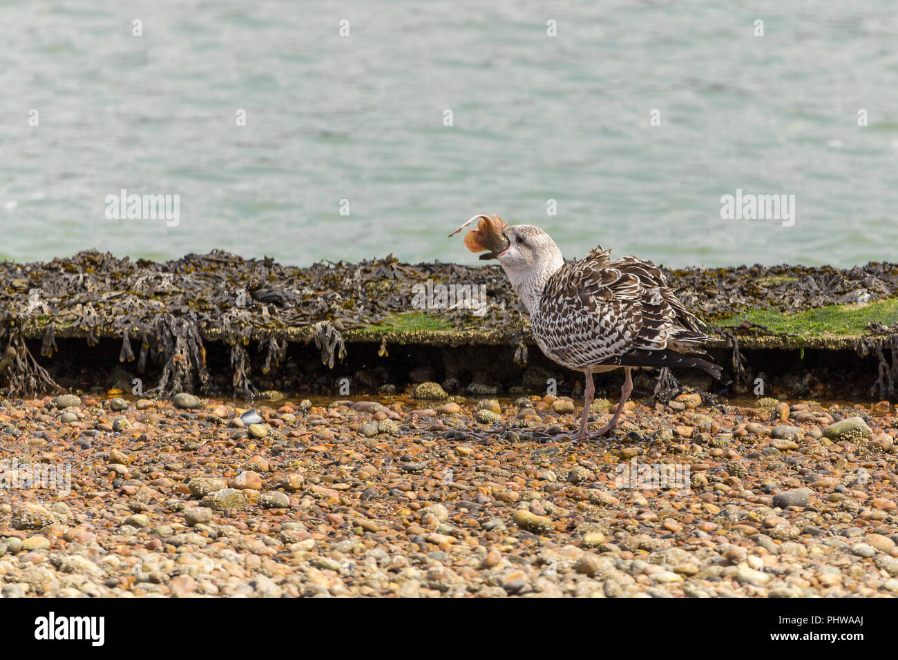 Gull mangiare ray.Il gabbiano ha cercato di arrotolare il pesce piatto di ingerirla ed eventualmente fece così. Ci sono sette immagini per vedere. Foto Stock