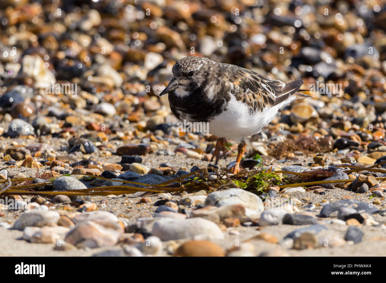 Turnstone (Arenaria interpres) piccolo wader costiere ordinamento tramite le alghe le pietre e i serbatoi in cerca di cibo. Gambe Arancione marrone retro bianco e nero. Foto Stock