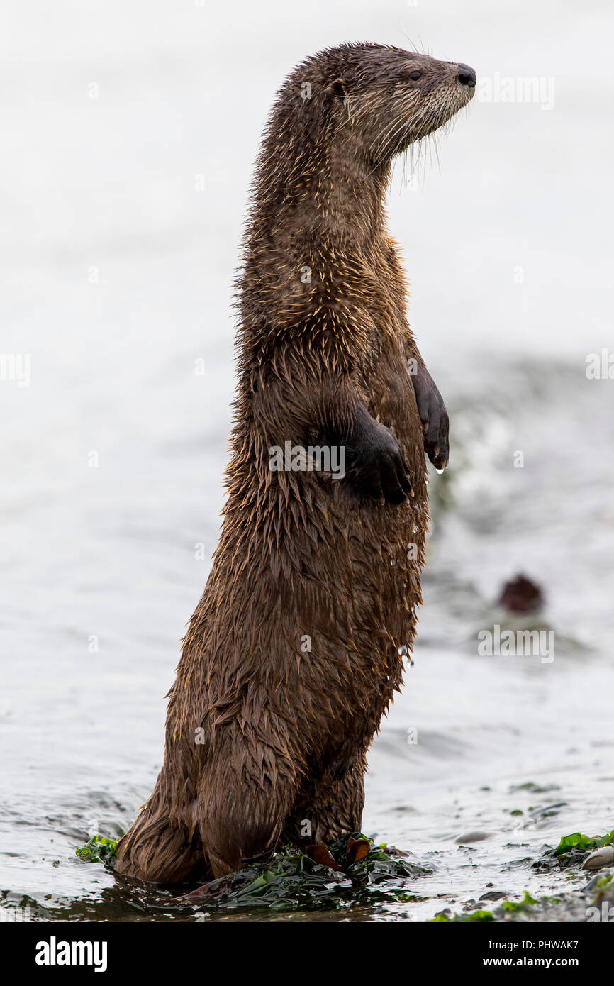 Lontra di fiume, Lutra canadensis, su Port Townsend beach. Foto Stock