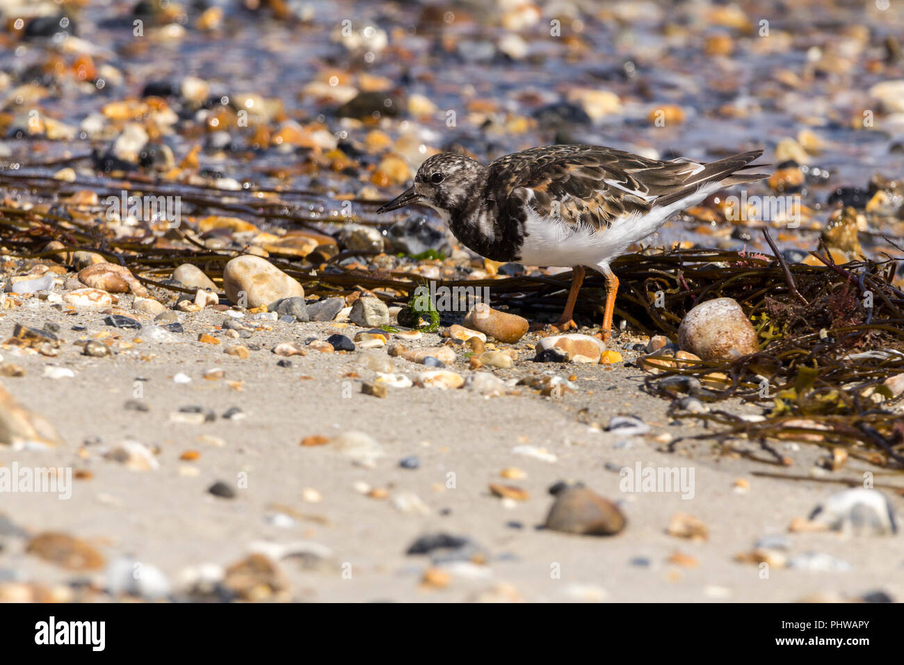 Turnstone (Arenaria interpres) piccolo wader costiere ordinamento tramite le alghe le pietre e i serbatoi in cerca di cibo. Gambe Arancione marrone retro bianco e nero. Foto Stock
